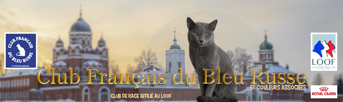 Club Français du Bleu russe